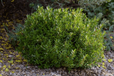 Des images de diff�rentes plantes